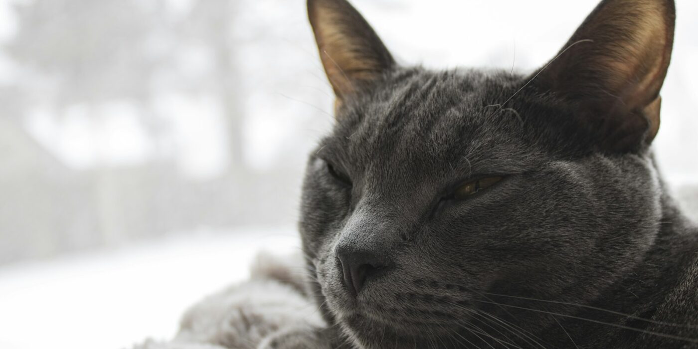Gray cat resting on a soft blanket beside a window with snow falling outside