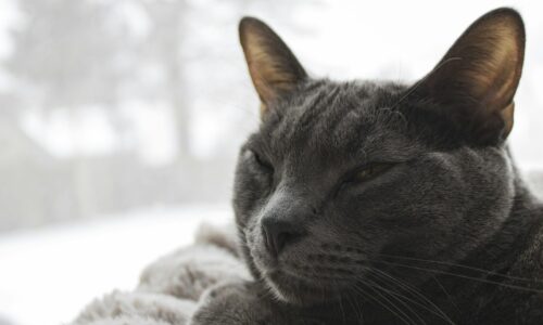 Gray cat resting on a soft blanket beside a window with snow falling outside